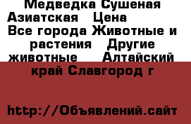 Медведка Сушеная Азиатская › Цена ­ 1 400 - Все города Животные и растения » Другие животные   . Алтайский край,Славгород г.